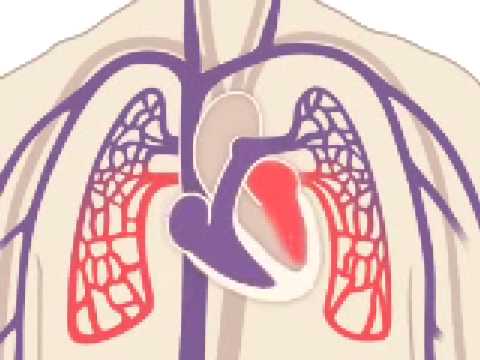 Circulatory system