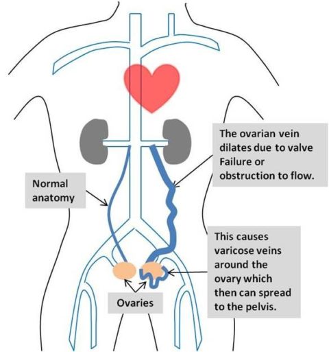 human body internal system illustrate