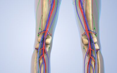 Genicular Arteries Normal Anatomy and Anatomical Variants