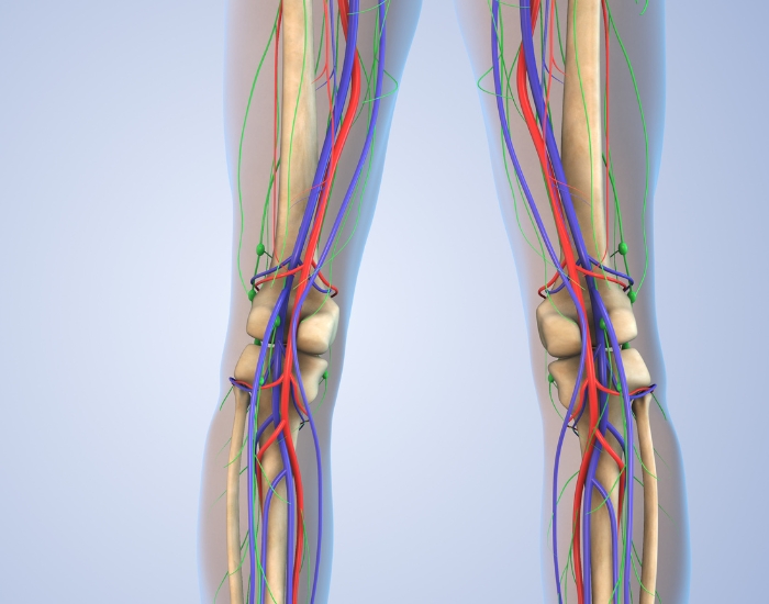 Genicular Arteries Normal Anatomy and Anatomical Variants